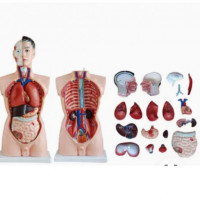 XC-201 Male Torso 19 Parts 85cm