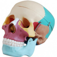 XC-104C PVC Life-Size Skull with Colored Bones