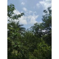 5.33-Century Land Sale at Gournadi Barisal