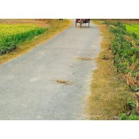 80-Century Land Sale at Moulvibazar Samserganj Road
