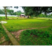 4-Century Land Sale at Ankarain Area Savar