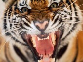 Sundarban Tour Package from Khulna