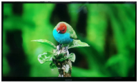 Vertex AEE24D208S 24" Smart LED TV