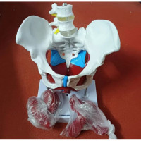 Life-Size Pelvis with 2 Pcs Lumbar Vertebrae Skeleton
