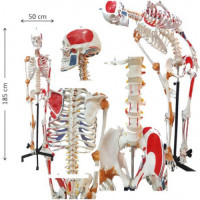 Ningbo 185cm Color Human Skeleton