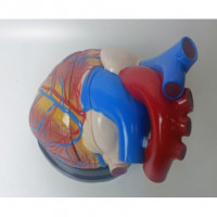 3-Part Human Natural Anatomical Jumbo Plastic Heart