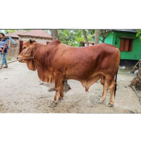 Sahiwal Breed Cow
