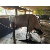 Holstein Friesian Cow 975Kg