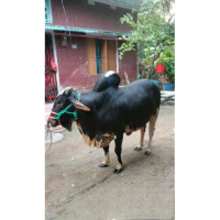 410kg Pure Desi Cow For Qurbani