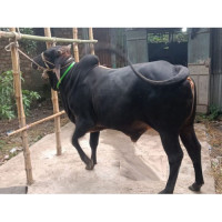 420Kg Bull for Eid-Ul-Adha Qurbani