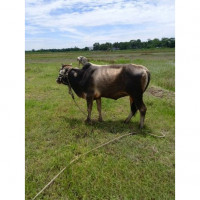 Desi Domestic Cow 100Kg for Qurbani