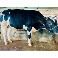 Holstein Friesian Cow 240Kg