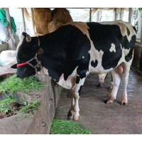 Holstein Friesian Bull 750Kg for Qurbani
