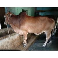 Red Domestic Cow Sale for Qurbani 2025