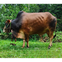 Shahiwal Breed Large Bull 600Kg