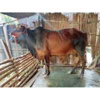 200Kg Bull for Eid-Ul-Adha Qurbani