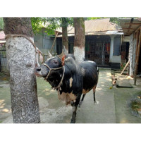 4-Teeth Fighting Bull for Qurbani